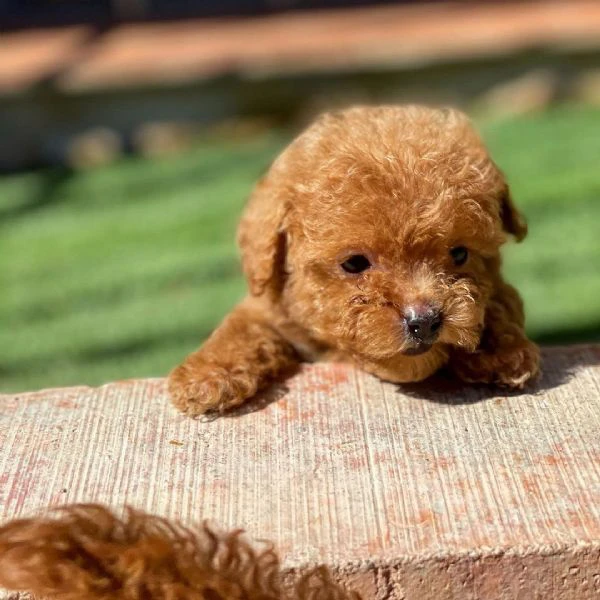 bellissimo cucciolo di barboncino