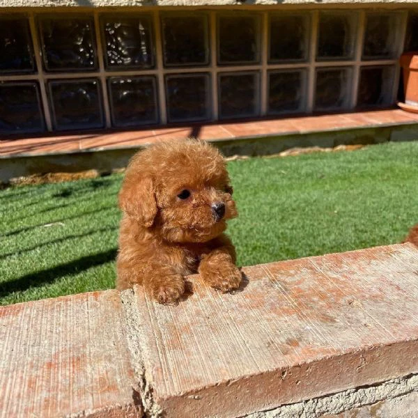 bellissimo cucciolo di barboncino | Foto 1