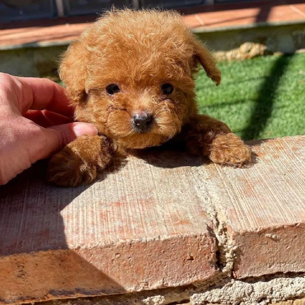 bellissimo cucciolo di barboncino | Foto 0