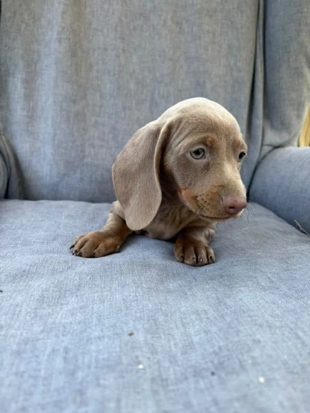 bassotto nano femmina 3 mesi