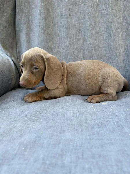 bassotto nano femmina 3 mesi | Foto 1