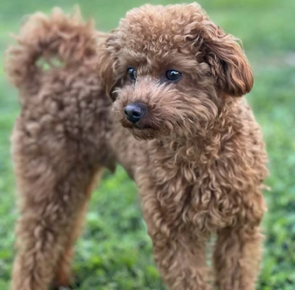 la dolcezza ha quattro zampe: cuccioli di barboncino | Foto 5