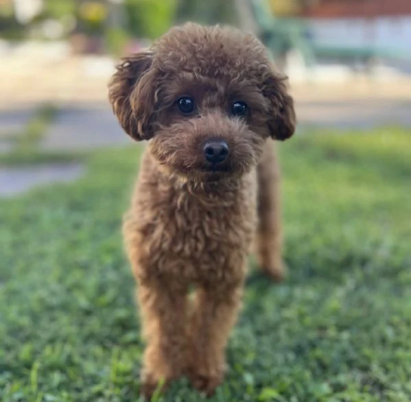 la dolcezza ha quattro zampe: cuccioli di barboncino