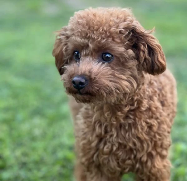 la dolcezza ha quattro zampe: cuccioli di barboncino | Foto 0