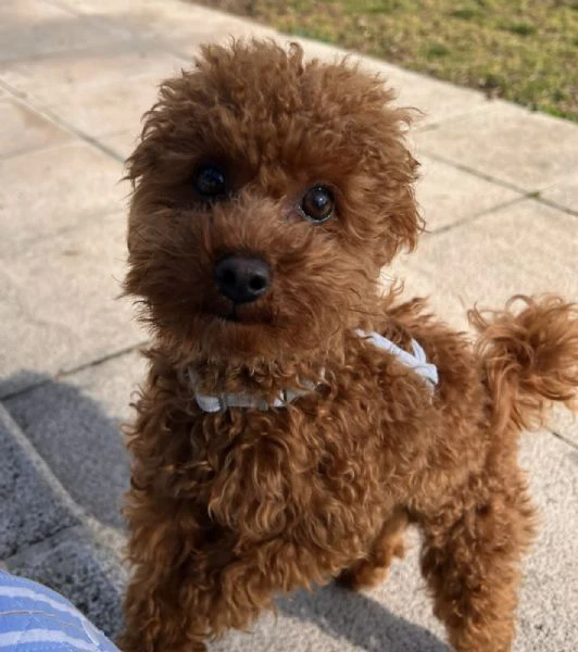 cuccioli di barboncino: l'inizio di una bellissima amicizia | Foto 2