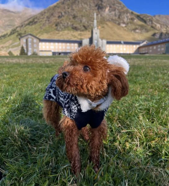 regala al tuo cuore la gioia di un cucciolo