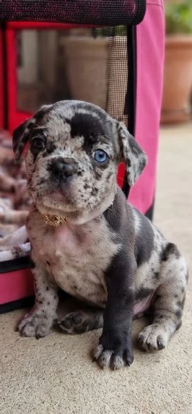 bouledogue francese  | Foto 1