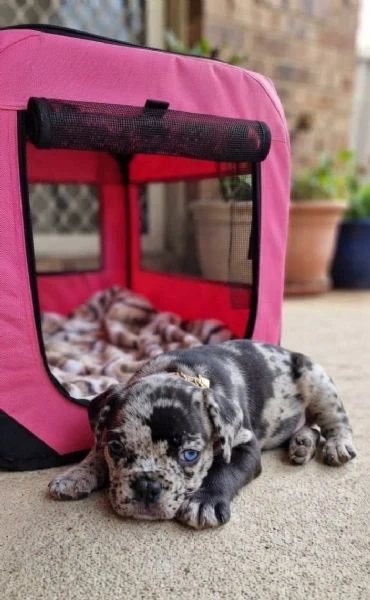 bouledogue francese  | Foto 0