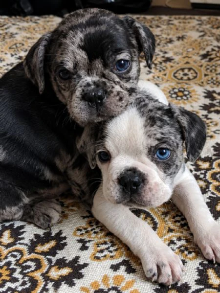 bouledogue francese 