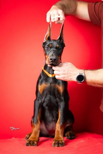 cuccioli di dobermann | Foto 6