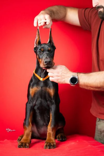 cuccioli di dobermann | Foto 5