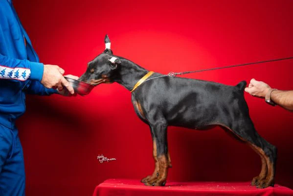 cuccioli di dobermann | Foto 4