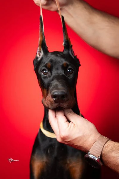 cuccioli di dobermann | Foto 3