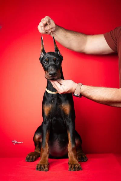 cuccioli di dobermann | Foto 2