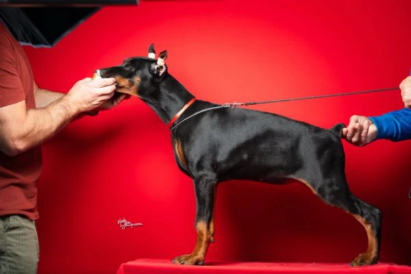 cuccioli di dobermann