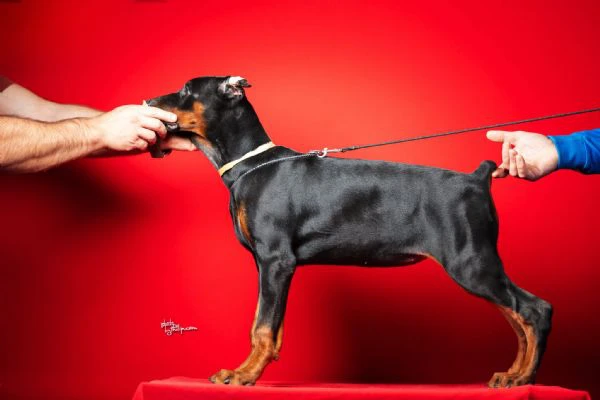 cuccioli di dobermann | Foto 1
