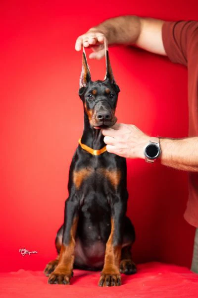 cuccioli di dobermann | Foto 0