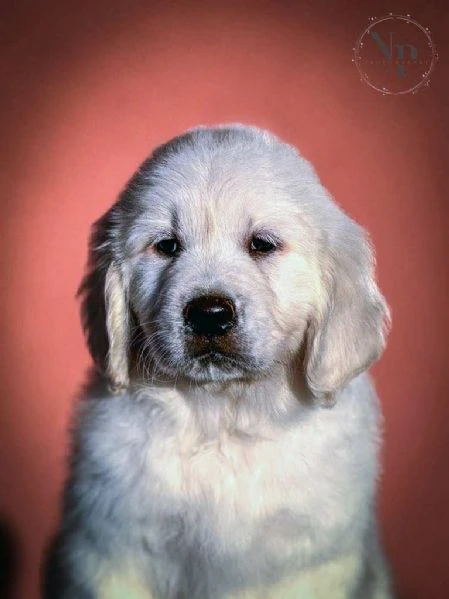 golden retriever – cuccioli di alta qualità | Foto 1