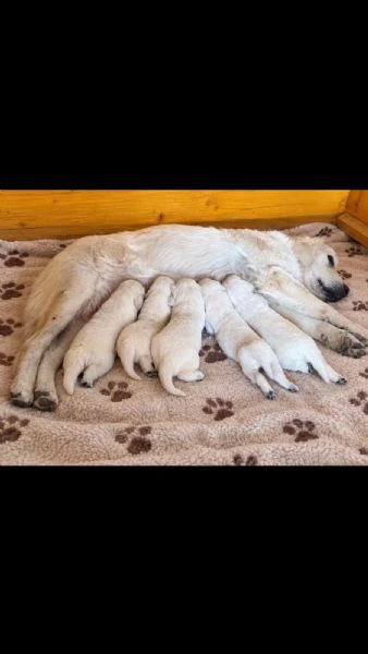 golden retriever – cuccioli di alta qualità | Foto 0