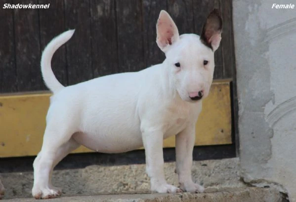 cuccioli di bull terrier miniatura | Foto 5