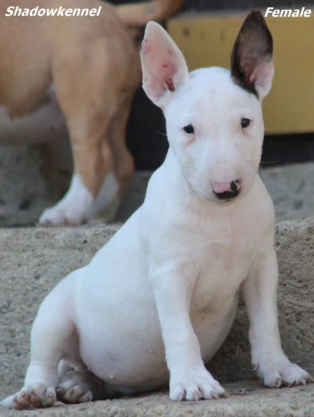 cuccioli di bull terrier miniatura | Foto 4