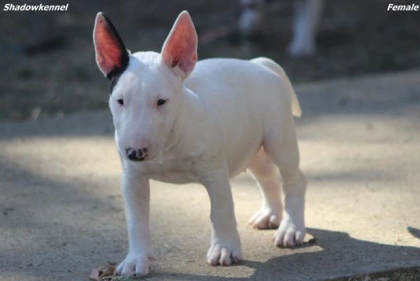 cuccioli di bull terrier miniatura | Foto 3