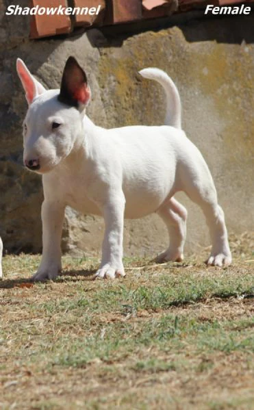cuccioli di bull terrier miniatura | Foto 2