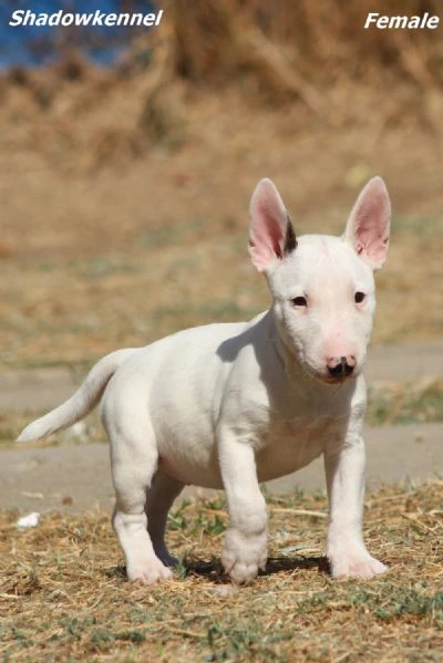 cuccioli di bull terrier miniatura | Foto 1