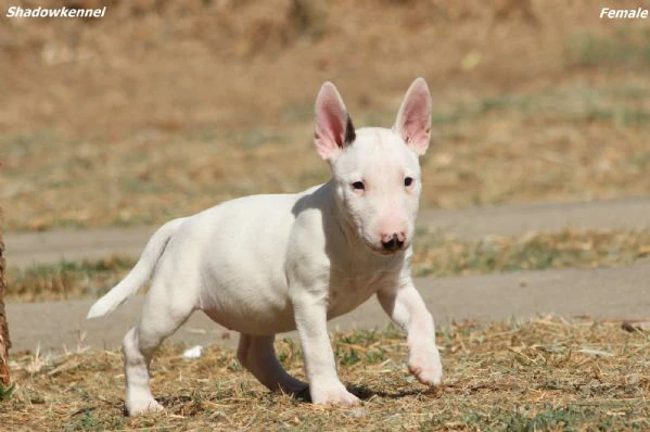 cuccioli di bull terrier miniatura | Foto 0