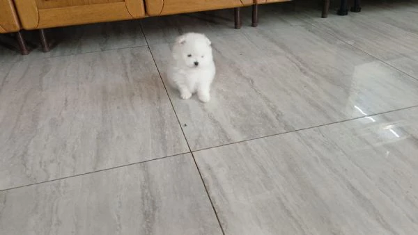 cuccioli | Foto 0