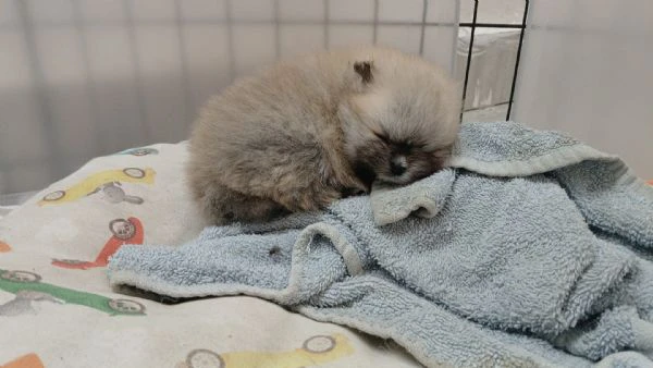 cuccioli