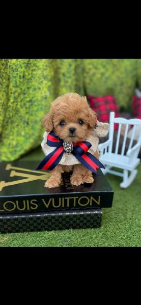 cuccioli di barboncino miniature, toy e teacup e bassotti | Foto 4
