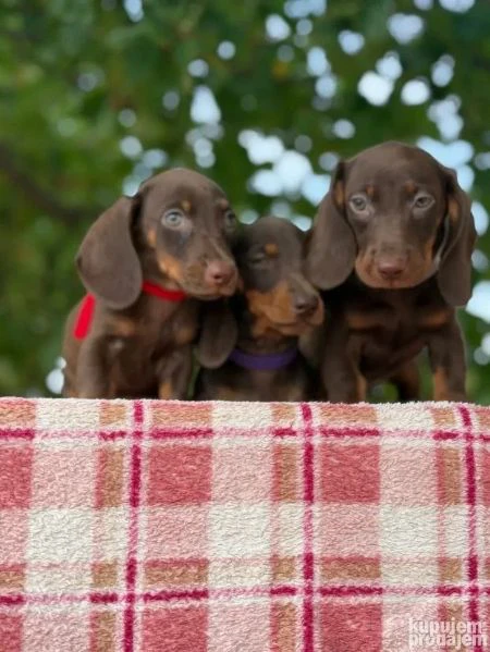 cuccioli di barboncino miniature, toy e teacup e bassotti | Foto 3