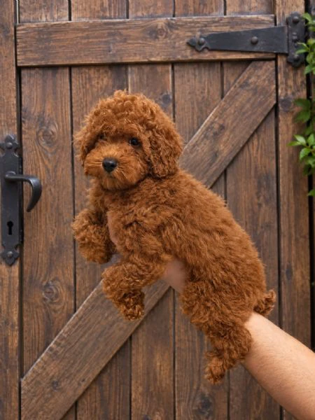 cuccioli di barboncino miniature, toy e teacup e bassotti
