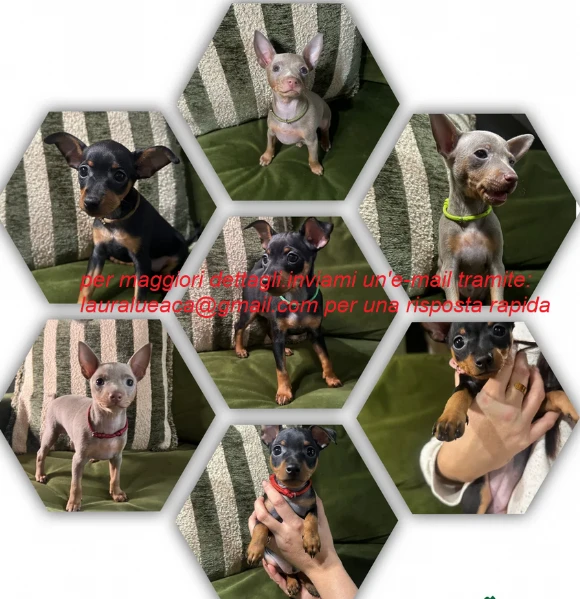 per l'adozione cuccioli di razza pura pinscher.