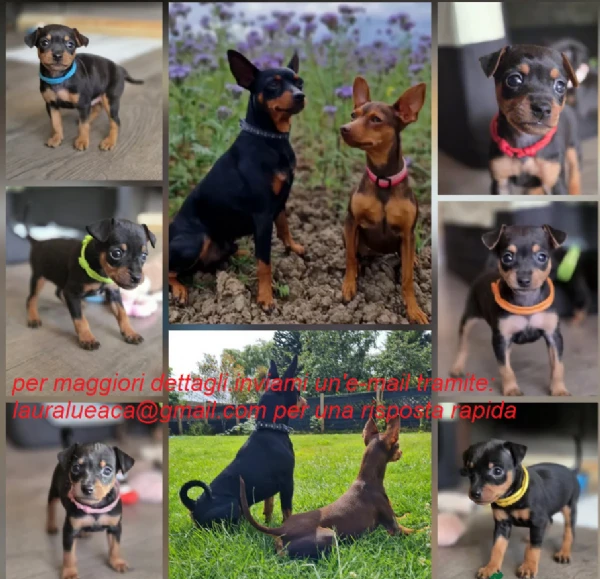 per l'adozione cuccioli di razza pura pinscher..