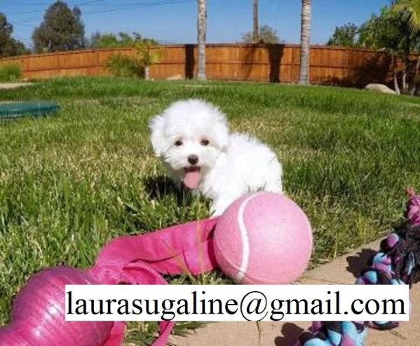 per l'adozione cuccioli di razza pura maltese.