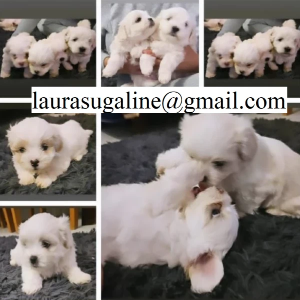 per l'adozione cuccioli di razza pura maltese