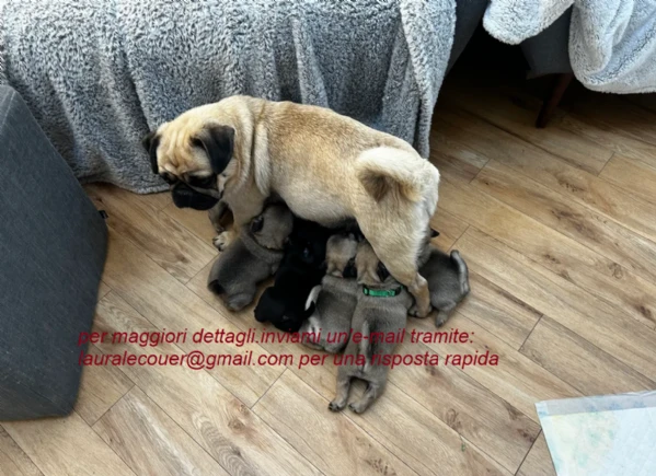 meravigliosi cuccioli carlino in purezza.