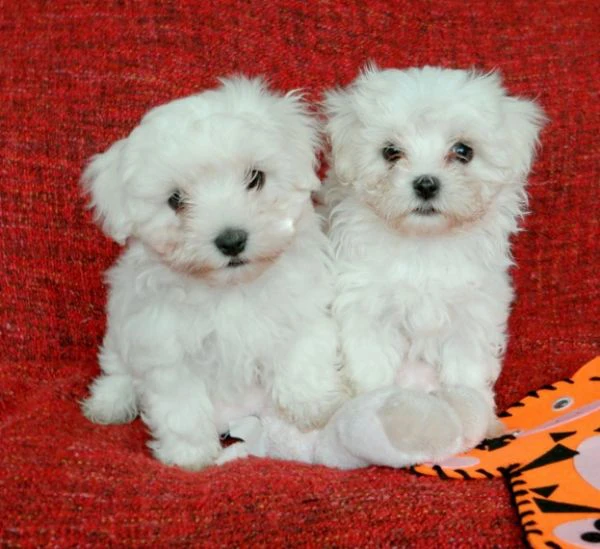 cuccioli di maltese in cerca di una nuova casa