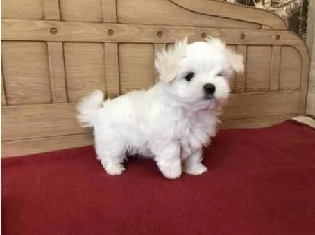 carinissimi cuccioli di maltese