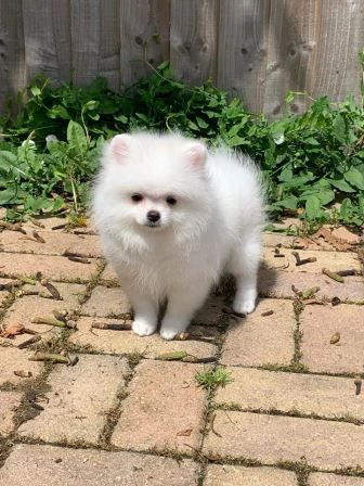 bellissimi cuccioli di pomerania.