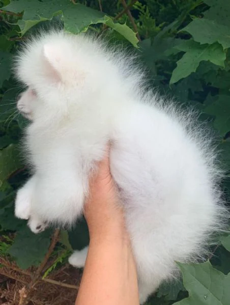 splendidi cuccioli di pomerania sani.