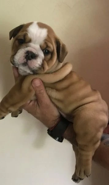 splendidi cuccioli di bulldog inglese