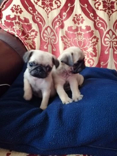 splendidi cuccioli di carlino