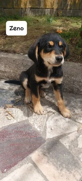 dolce zeno cucciolo 3 mesi