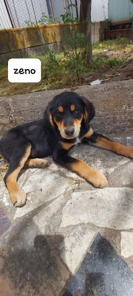 dolce zeno cucciolo 3 mesi | Foto 6