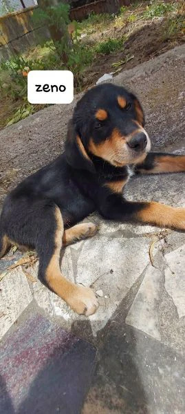 dolce zeno cucciolo 3 mesi | Foto 4
