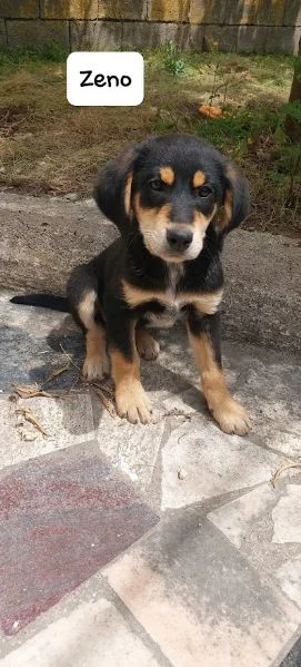 dolce zeno cucciolo 3 mesi | Foto 3