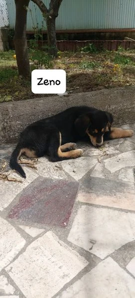dolce zeno cucciolo 3 mesi | Foto 1